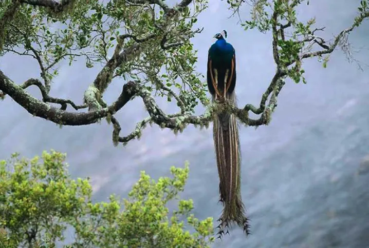 Bird Watching in Sinharaja Forest Reserve