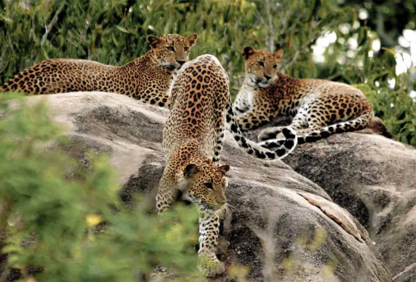 Safari in Yala National Park