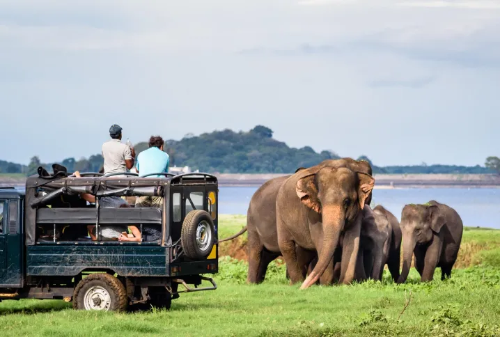 Safari in Yala National Park