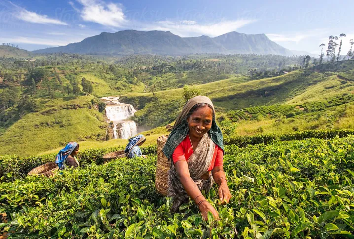 Tea Plantation Tours in Nuwara Eliya