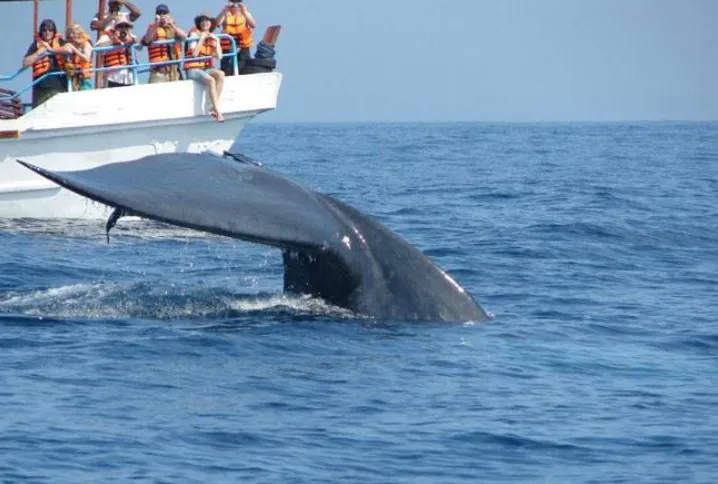 Whale Watching in Trincomalee