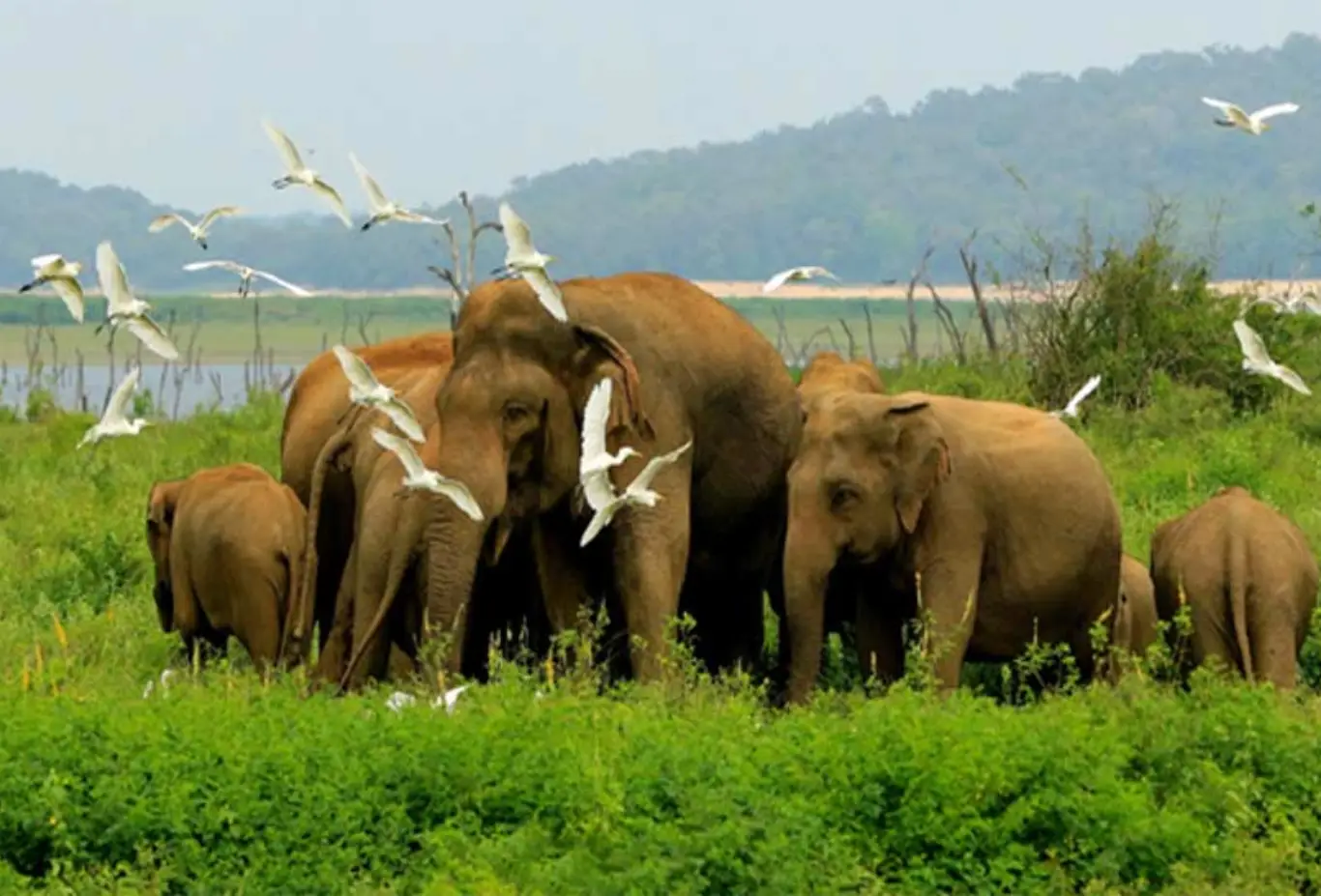 Wildlife Tour in Sri Lanka _ (2)