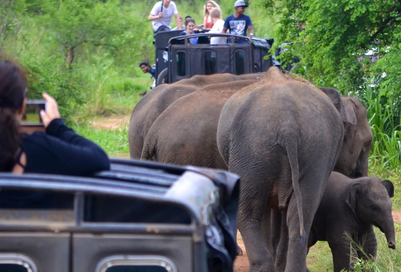 Wildlife Tour in Sri Lanka _